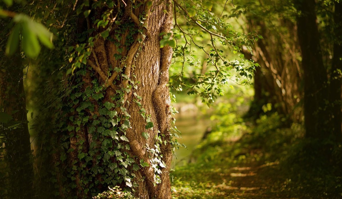 How Photography Can Support Everyday Mental Wellbeing